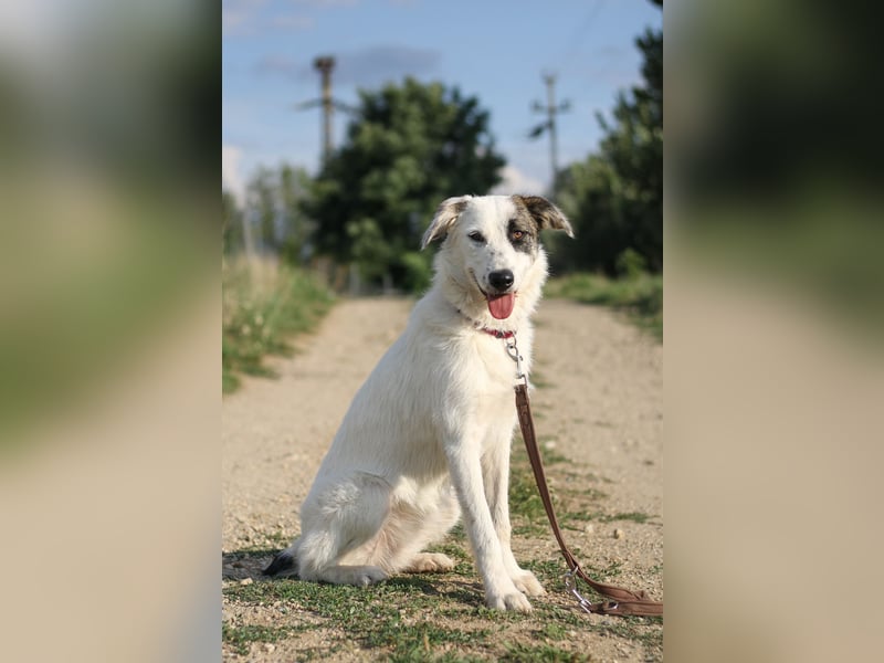 Lernfreudige Milly sucht ihre Menschen