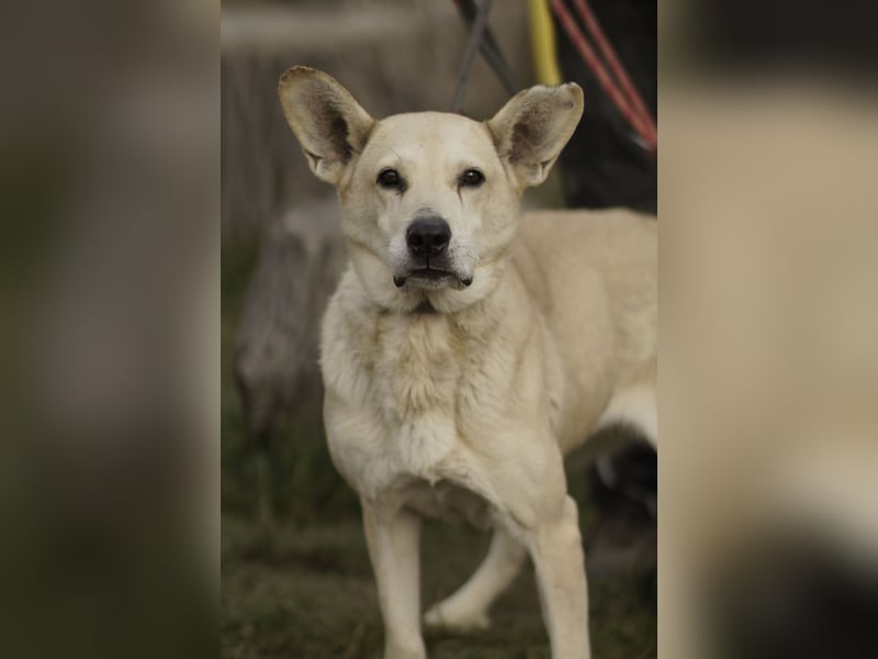 Menschenbezogene Winky sucht ihr Zuhause