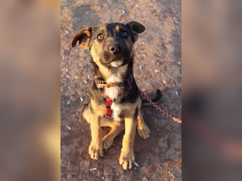 Selbstbewusster Tajo sucht sein Zuhause