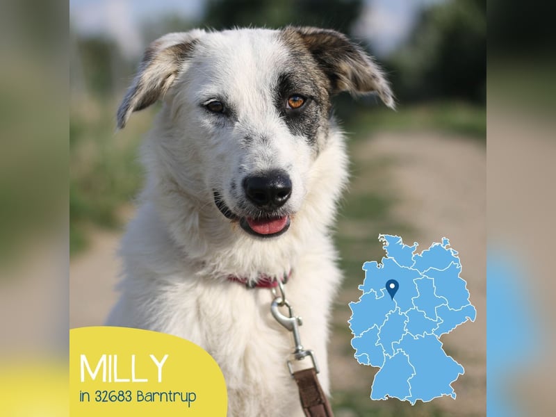 Lernfreudige Milly sucht ihre Menschen