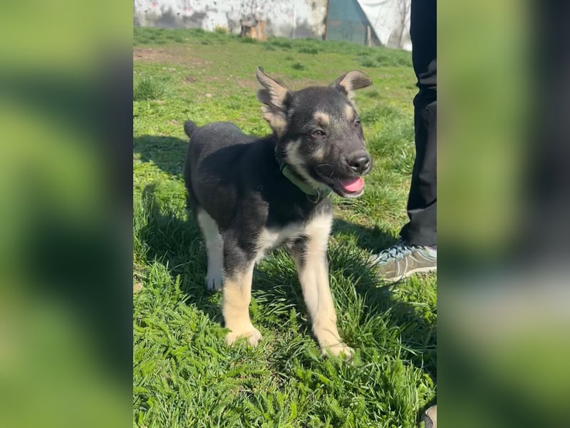 Ruhiger Merlin sucht seine Familie