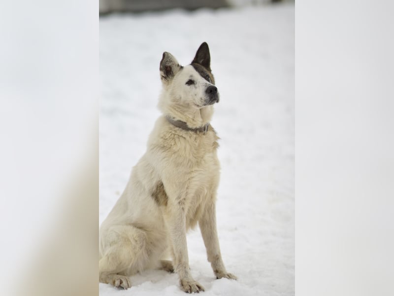 Souveräne Luna sucht ihre Familie