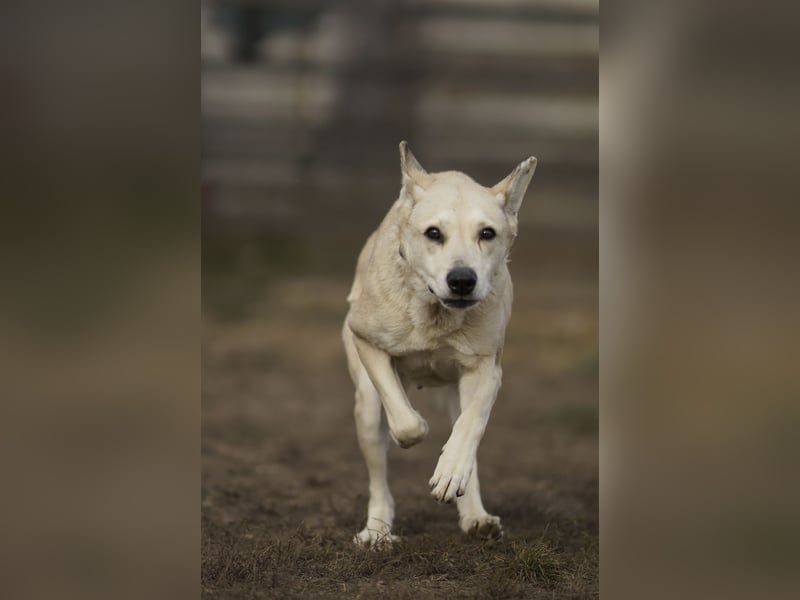 Menschenbezogene Winky sucht ihr Zuhause