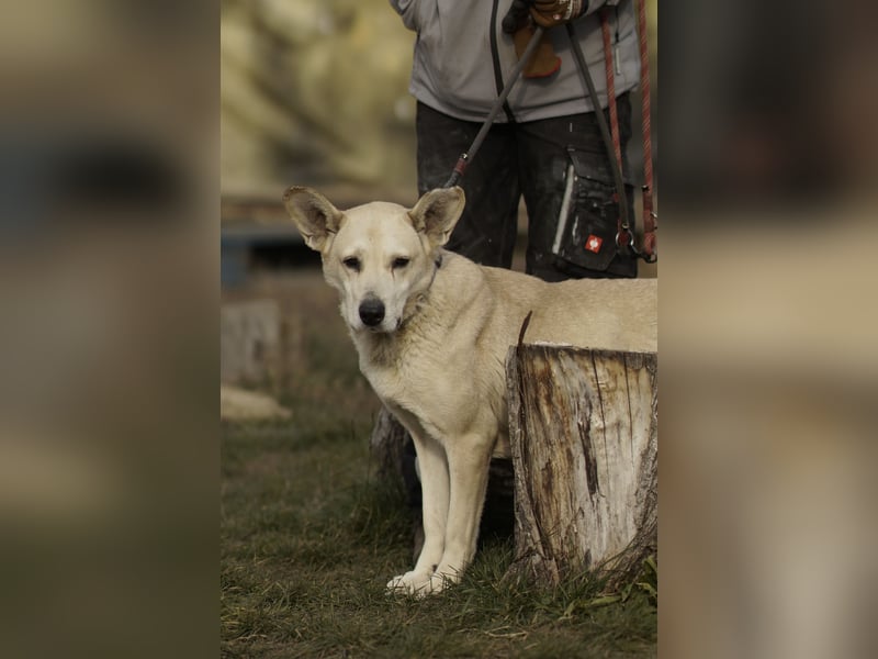 Menschenbezogene Winky sucht ihr Zuhause
