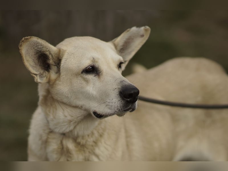 Menschenbezogene Winky sucht ihr Zuhause
