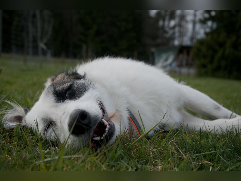 Wundervolle Milly sucht ihre Menschen