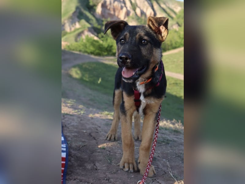 Selbstbewusster Tajo sucht sein Zuhause