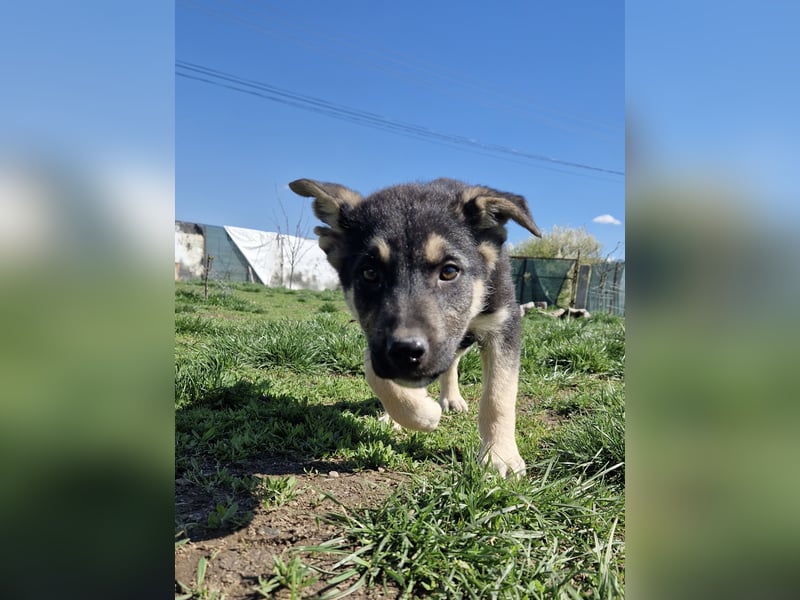 Ruhiger Merlin sucht seine Familie