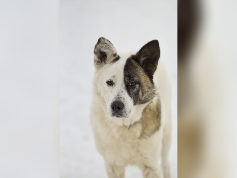 Souveräne Luna sucht ihre Familie