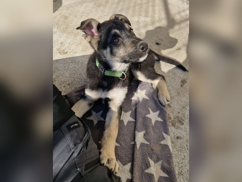 Ruhiger Merlin sucht seine Familie