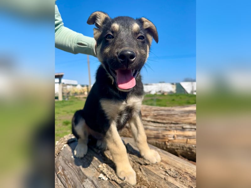 Ruhiger Merlin sucht seine Familie