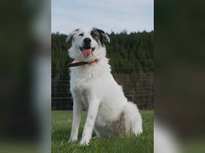 Wundervolle Milly sucht ihre Menschen