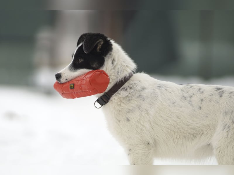 Verspielter Oreo sucht seine Familie