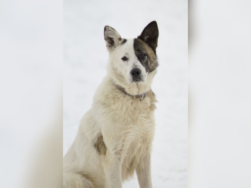 Souveräne Luna sucht ihre Familie