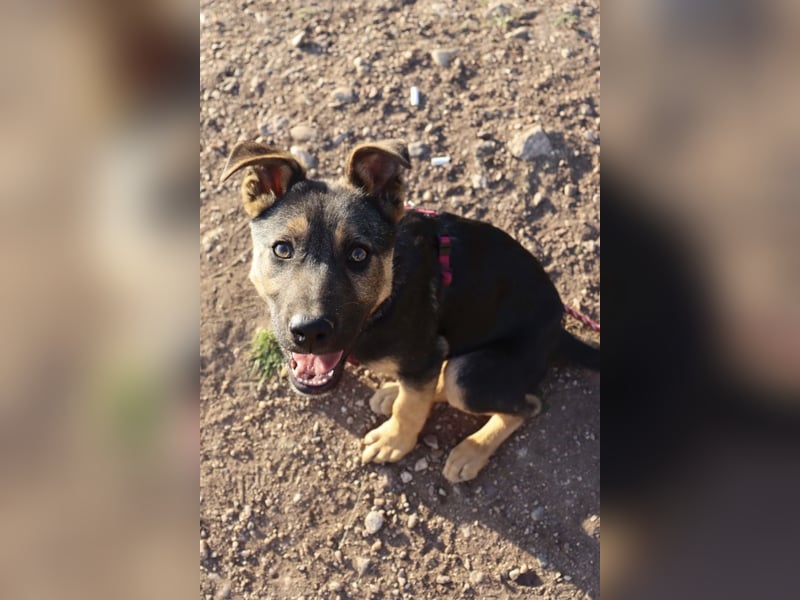 Selbstbewusster Tajo sucht sein Zuhause