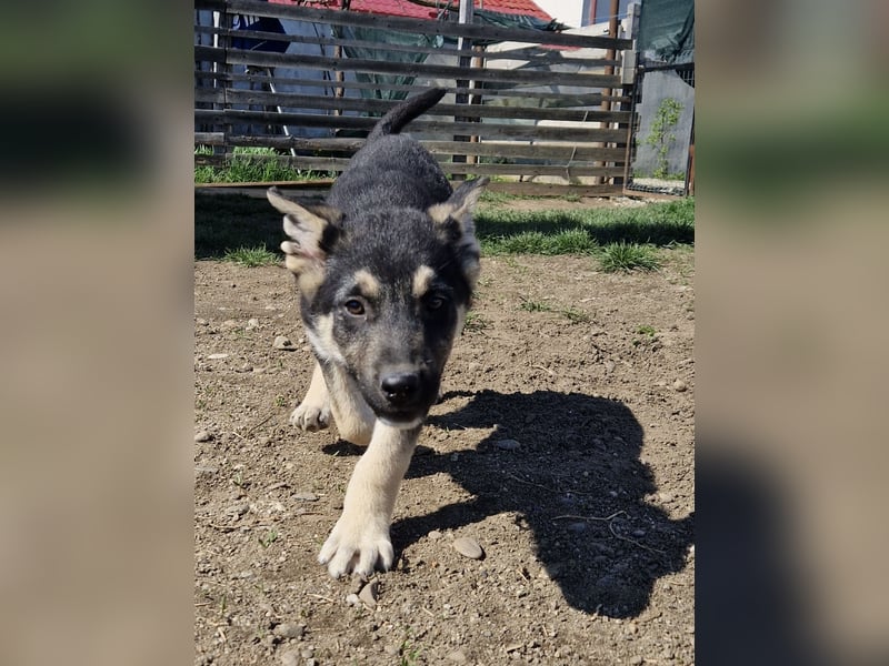 Ruhiger Merlin sucht seine Familie