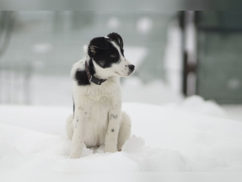 Verspielter Oreo sucht seine Familie