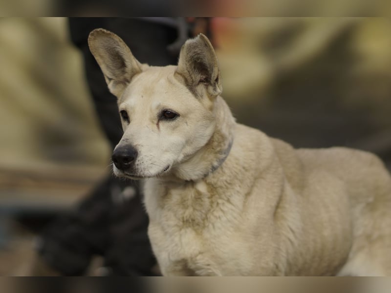 Menschenbezogene Winky sucht ihr Zuhause