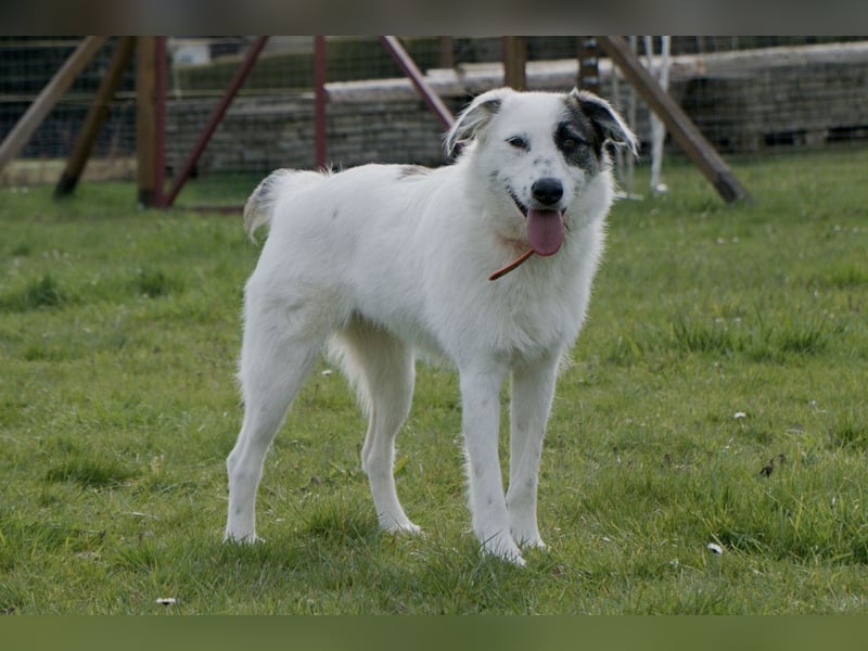Wundervolle Milly sucht ihre Menschen