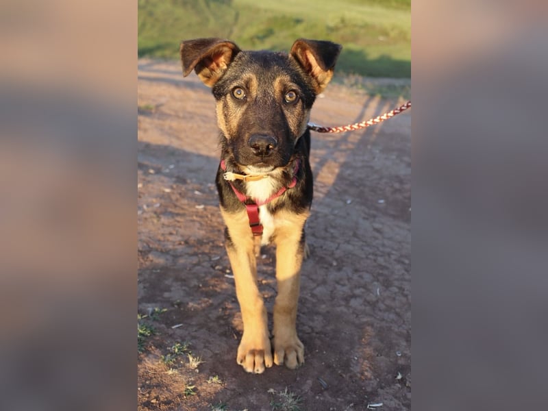 Selbstbewusster Tajo sucht sein Zuhause