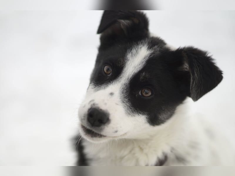 Verspielter Oreo sucht seine Familie