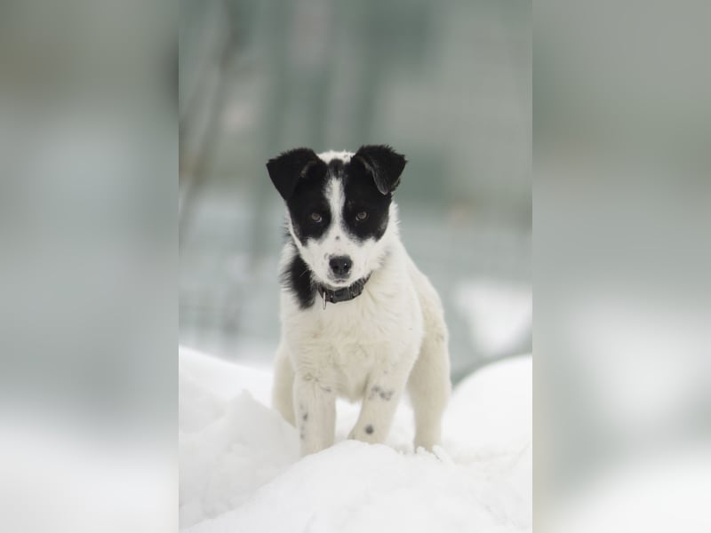 Verspielter Oreo sucht seine Familie