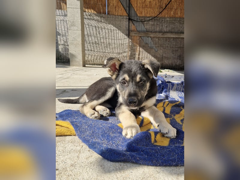 Ruhiger Merlin sucht seine Familie