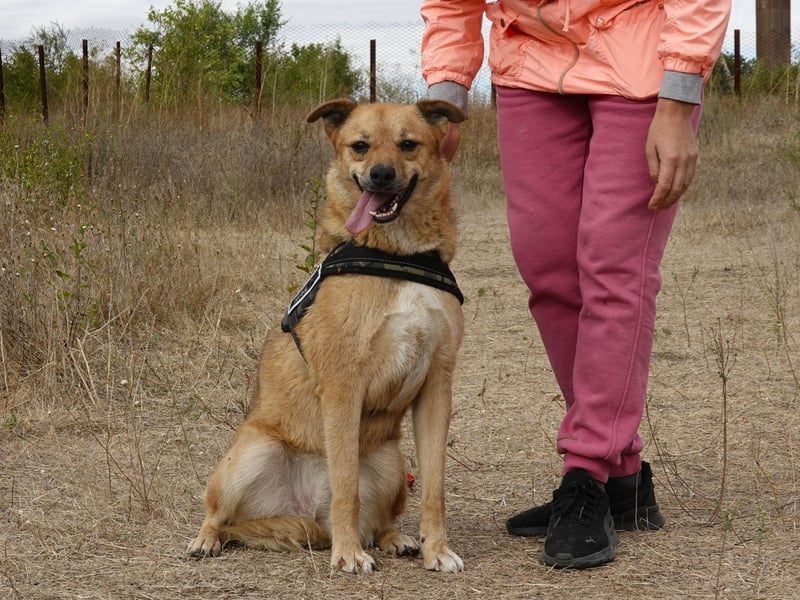 Sunny sucht Menschen mit Herz und Hundeverstand