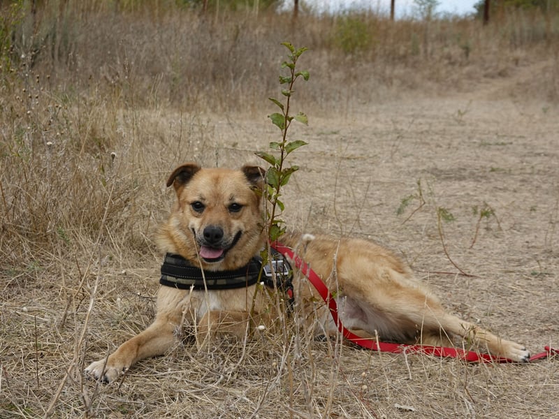 Sunny sucht Menschen mit Herz und Hundeverstand