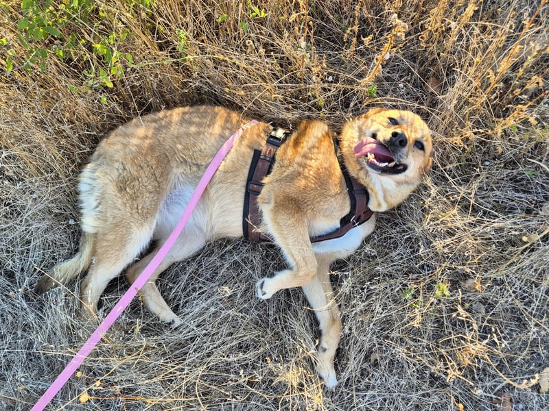 Sunny sucht Menschen mit Herz und Hundeverstand