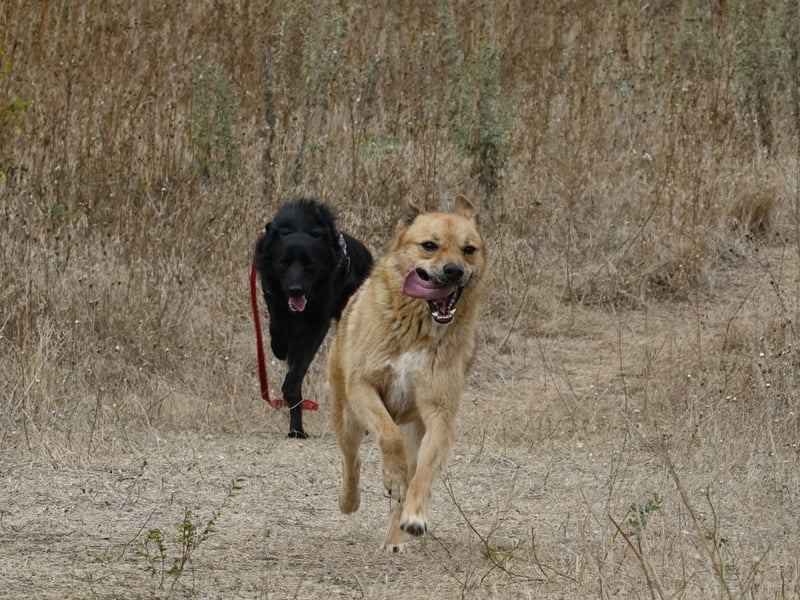 Sunny sucht Menschen mit Herz und Hundeverstand