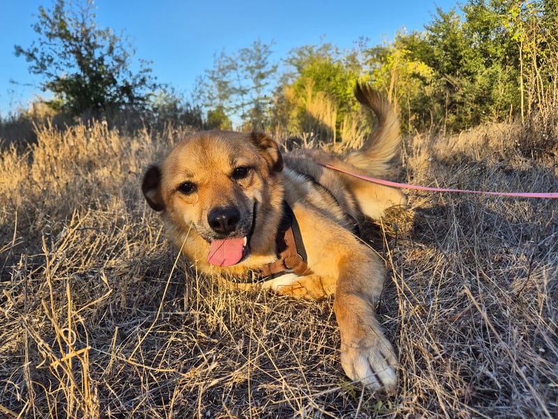 Sunny sucht Menschen mit Herz und Hundeverstand