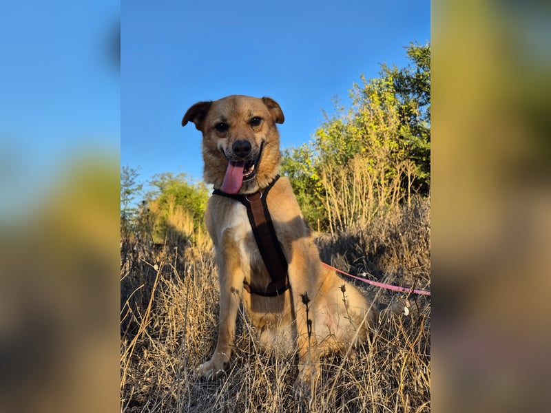 Sunny sucht Menschen mit Herz und Hundeverstand