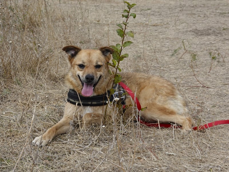 Sunny sucht Menschen mit Herz und Hundeverstand