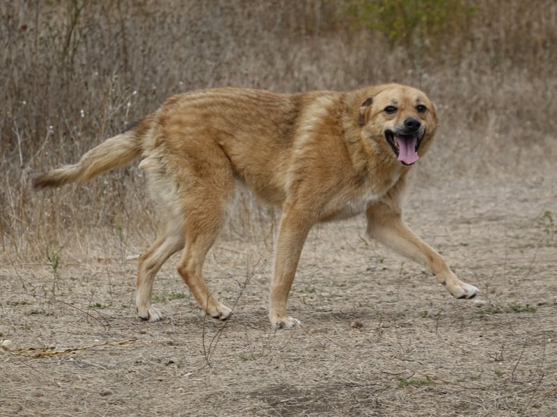 Sunny sucht Menschen mit Herz und Hundeverstand