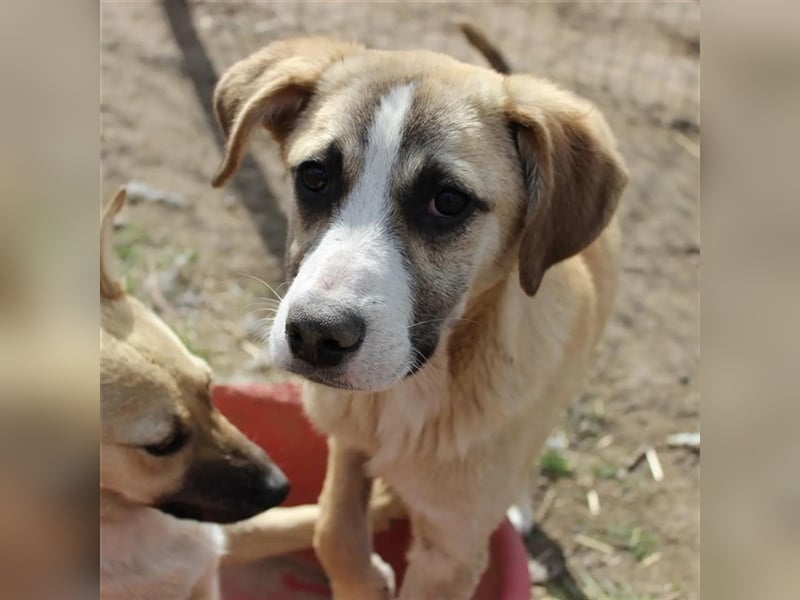 Pedro sucht seine Menschen