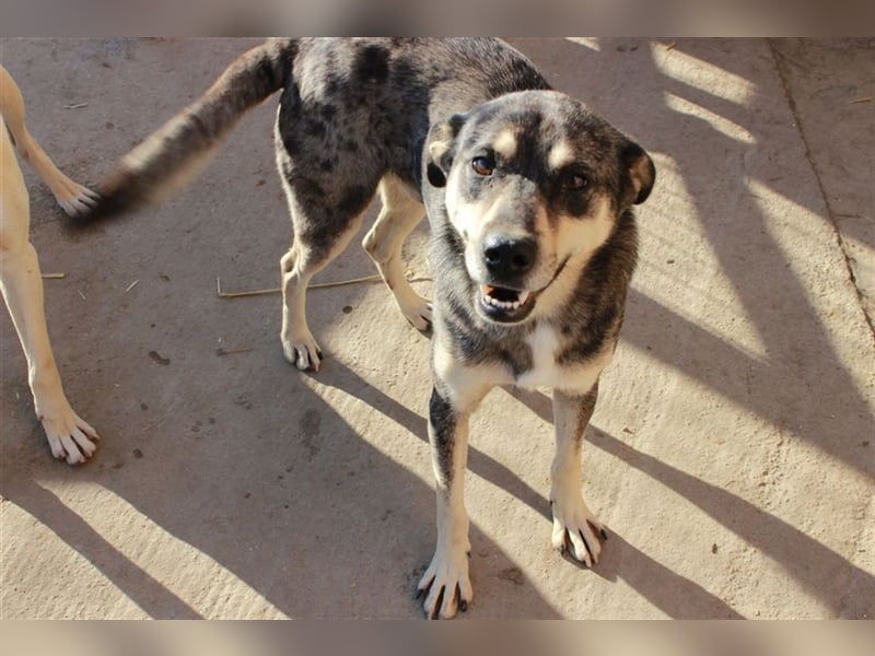 Wer gibt Kamu ein Zuhause