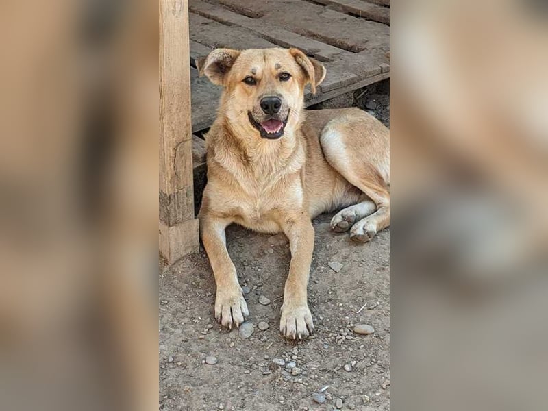 Schüchterner Simba sucht geduldige Menschen