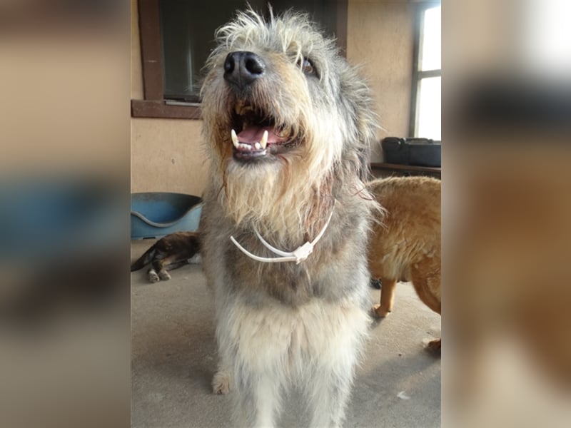 Karla sucht ihr Glück