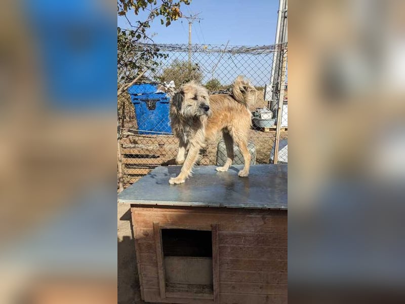 Elio möchte auch endlich eine Chance