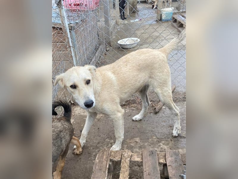 Der hübsche Ahron wünscht sich so sehr ein Zuhause, wen sein Herz kann Ahron erobern?