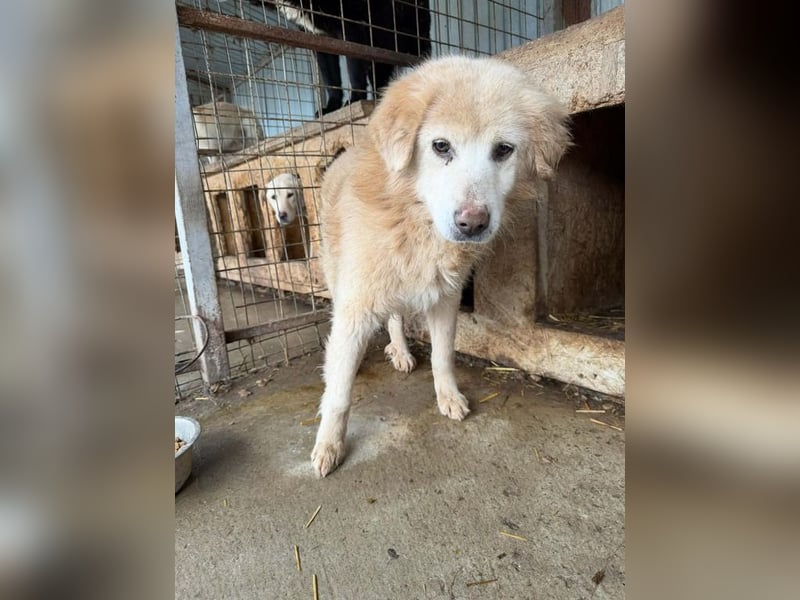 Berti sucht einen Gnadenplatz