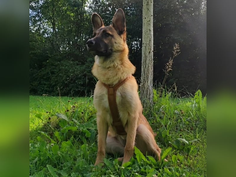 Molly sucht ihr Für-immer-Zuhause