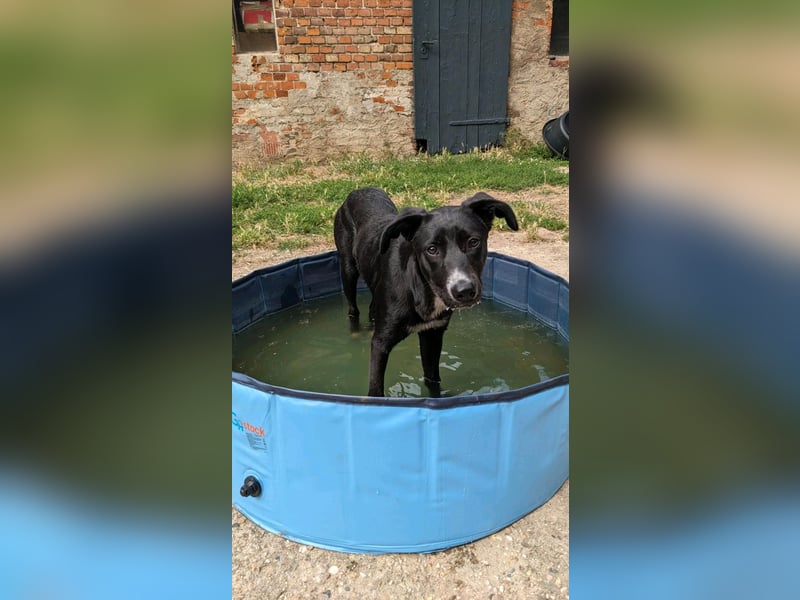 Ronja Räubertochter auf Pflegestelle in 06386