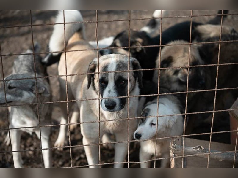 Joey sucht endlich ein zu Hause