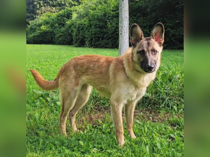 Molly sucht ihr Für-immer-Zuhause