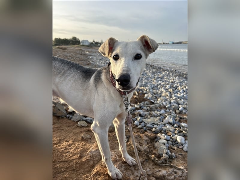 Schenkst du Houdini ein Für-Immer-Zuhause?