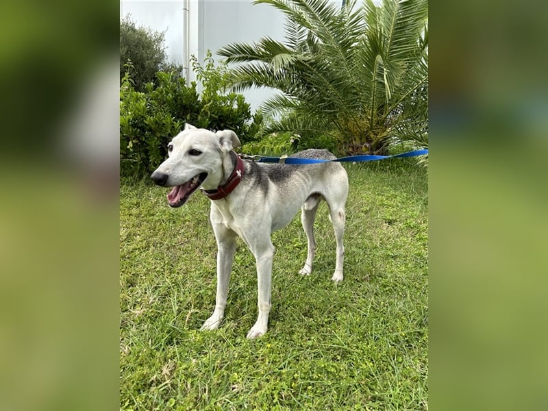 Schenkst du Houdini ein Für-Immer-Zuhause?