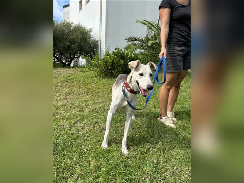 Schenkst du Houdini ein Für-Immer-Zuhause?
