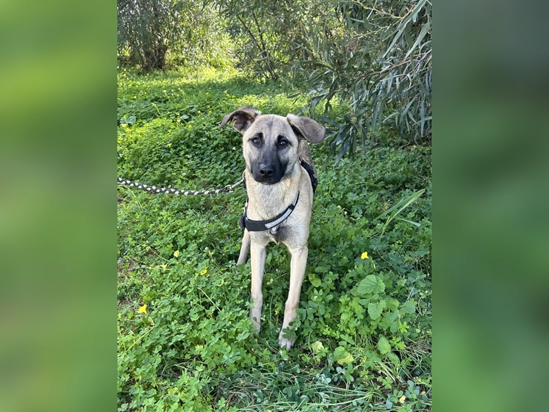 Erobert Amira dein Herz? <3